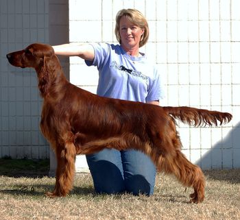 "Bode" (Click on his name to see his page) Galewinns Huntersglen Bodacious Owners: Pam Gale & Kim Kleinschmidt Windsor, CO Pictured here at 10 months old.
