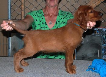 8 wks Teal Boy
