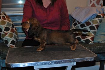 Red girl at 9.5 weeks old.
