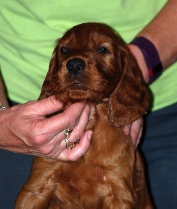 Green boy at 5 wks old.
