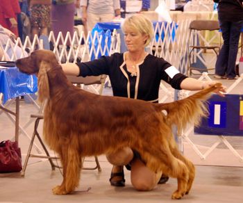 Bo Being shown at the Evergreen Kennel Club show in Greeley, CO. Sept 2010.
