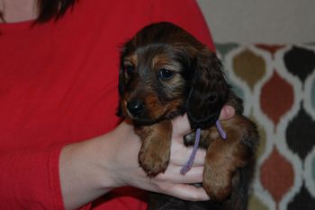 Purple girl at 6 weeks old.
