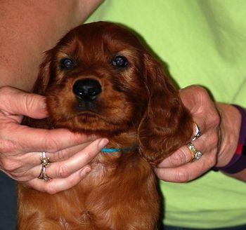 Teal boy at 5 wks old.
