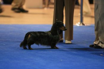 Baxter in the ring at Eukanuba.
