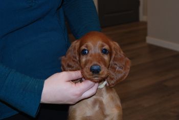 8 wks white girl head shot.
