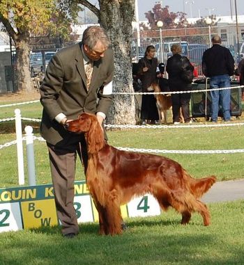 Guiness being shown by Bill McFadden in Nov. 2008
