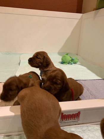 Puppies are 3 weeks old now !

