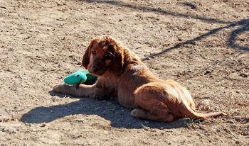 Bagger boy - he just loves his stuffies! (Just like his dad!)
