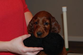 Black boy at 6 weeks old.
