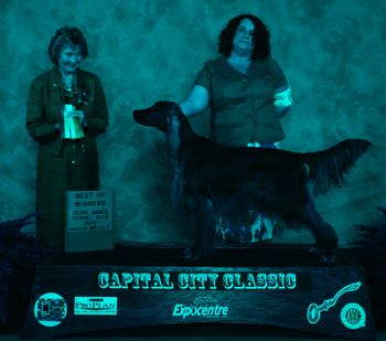 "Ripley"
Galewinns Four of a Kind Ripley's Believe It Or Not Owners: John & Dalenita Arnold Missouri

Shown here after winning at a show in Missouri.  Ripley now has 10 points with one major.  September 2013
