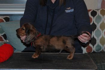 Red boy at 7 weeks old.
