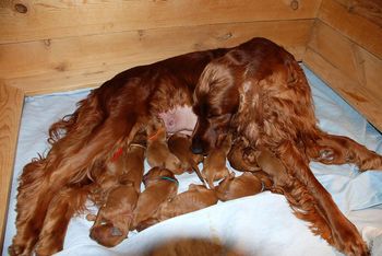 Puppies are 3 days old.  Rio is such a good mom!
