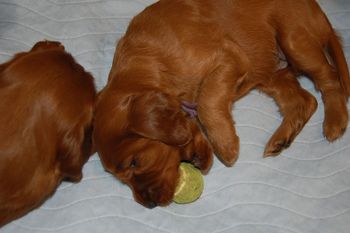 27 day old today. They are starting to play with toys and each other.
