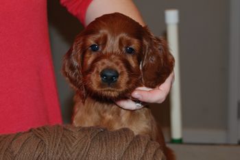 Brown boy at 6 weeks old.
