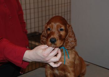 Teal boy at 6.5 weeks old.
