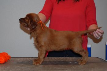 Orange girl at weeks old.
