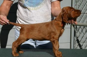 Orange Boy First stack at 6 weeks
