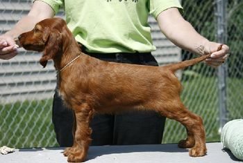 "Sage" (Sage colored collar - girl) Huntersglen Galewinns My Beloved Owners: Kim Kleinschmidt Sheboygan, WI 8 weeks old
