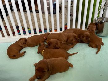 Puppies are 2 weeks old now.
