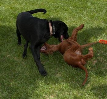 Keefer playing with the neigbor's dog. What a goof!
