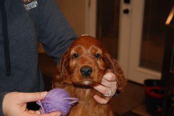 Light purple girl at 7 weeks old.
