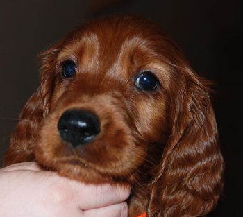 Orange girl at 7 wks old.
