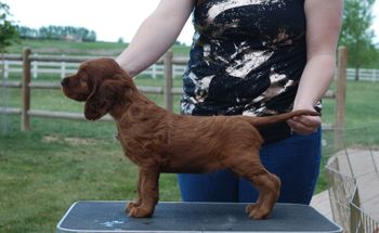 Blue boy at 6 wks.
