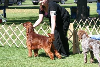 "Joss" Galewinns Tramore Graced by Winds of Change Owner: Autumn Brock Idaho Here is Joss at a match in Sept of 2010 - he is growing up into a beautful boy. Nice job with your handling and grooming Autumn!!
