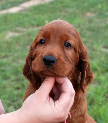 Pink girl at 5 1/2 weeks old.
