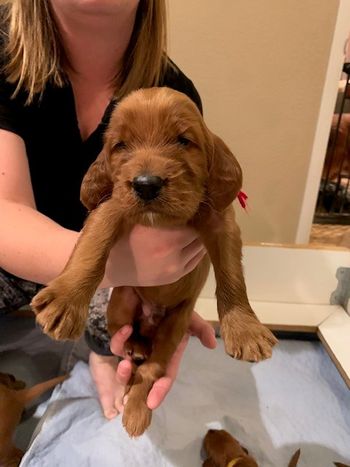 Red boy at 3 weeks.
