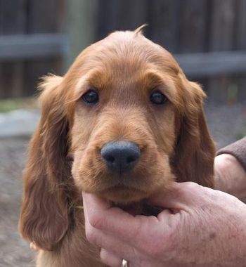 Yellow Girl - 9 wks "Curry"
