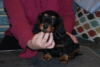 Black & tan boy at 9.5 weeks old.
