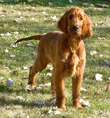 Paddy at 17 weeks old.
