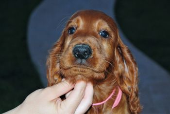 Pink girl at 8 wks.
