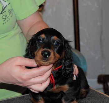 Red boy at 9 weeks old.
