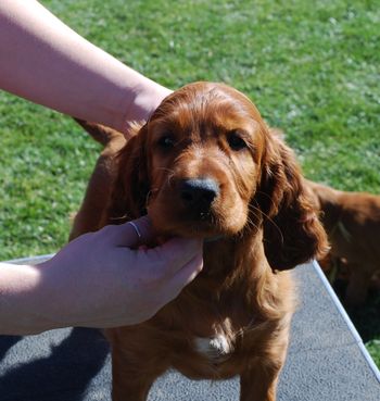 Ridge at 7 weeks old.
