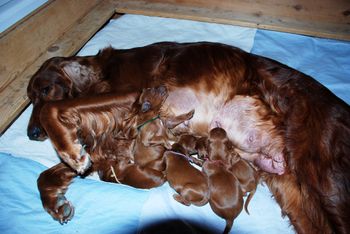 Babies at 2 days old.
