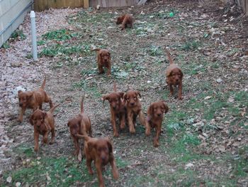 Here the puppies are again chasing Journey. It really was cute!
