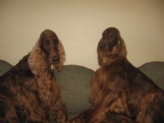 Katie (left) and Blaise (right)after their "mom" groomed them. She did such a great job! April 2011
