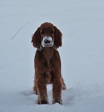 PJ at 4 mo old in the snow.
