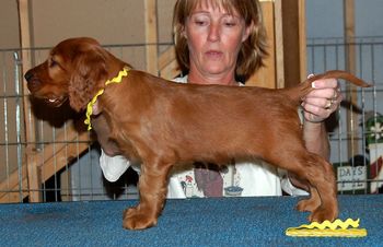 Yellow girl 6 wks old
