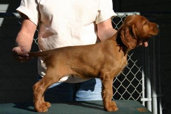 Brown Boy 7 weeks
