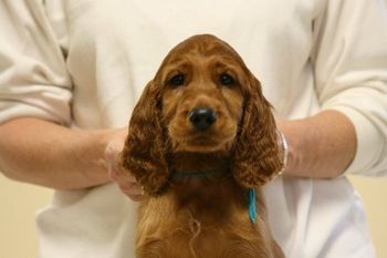 Teal Boy - headshot, 8 weeks.
