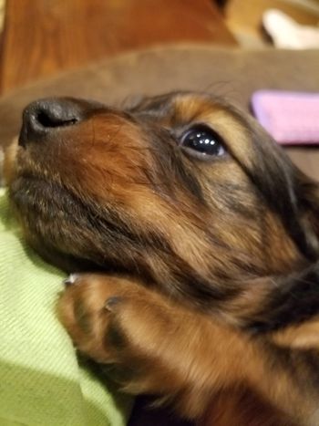 Blue boy 5 weeks old.
