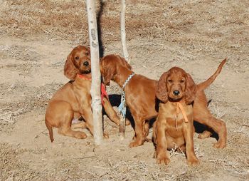 They love to hang out and chew on the trees.
