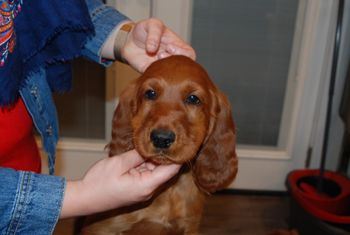 Purple girl at 9 weeks old.
