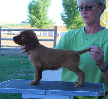 Yellow girl at 5 weeks old.
