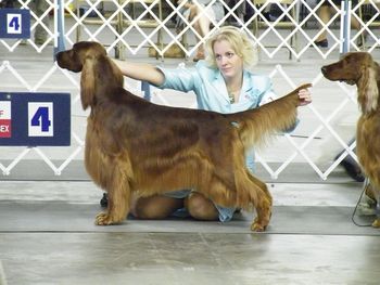 Bravo being shown by Monica LaMontagne at the Cheyenne dog show - he did go Best of Breed!!
