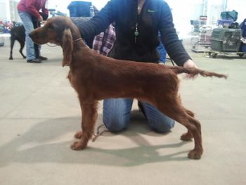 Kash at a match at 4 mo old. Feb. 12, 2012
