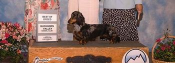Sasha's breed win at the Buckhorn Valley Kennel Club.
